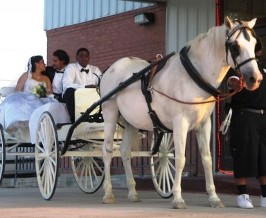 Bride and Groom on a Carriage - Wedding Receptions